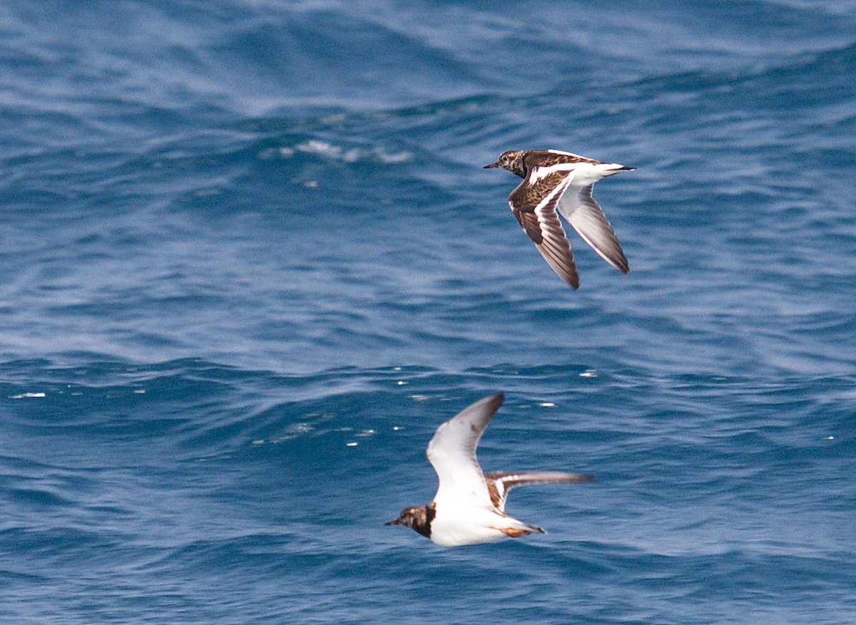 Ruddy Turnstone - ML43376371