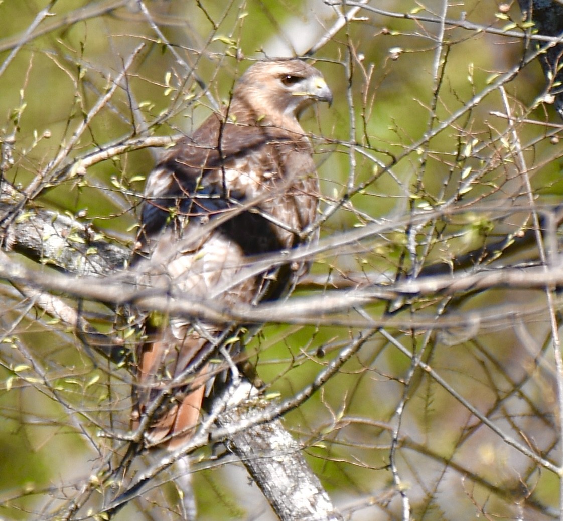 Red-tailed Hawk - ML433763791