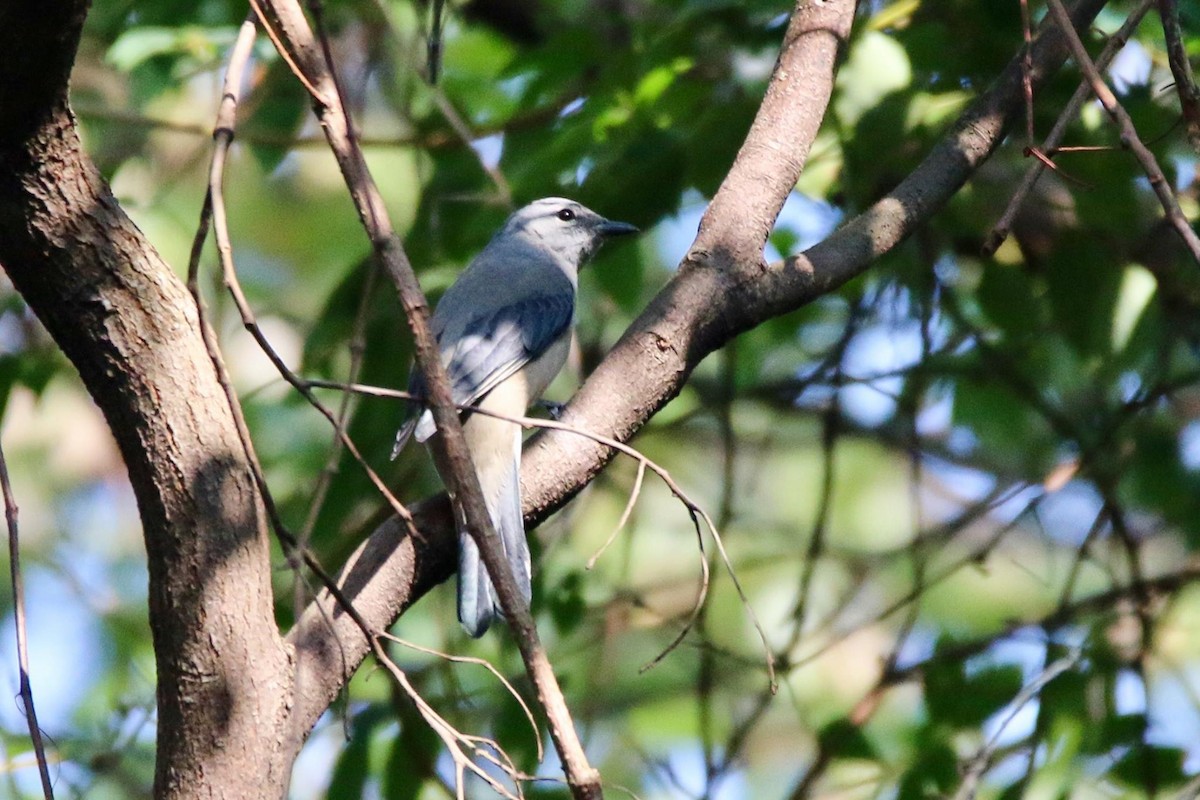 Black-winged Cuckooshrike - josh yiu