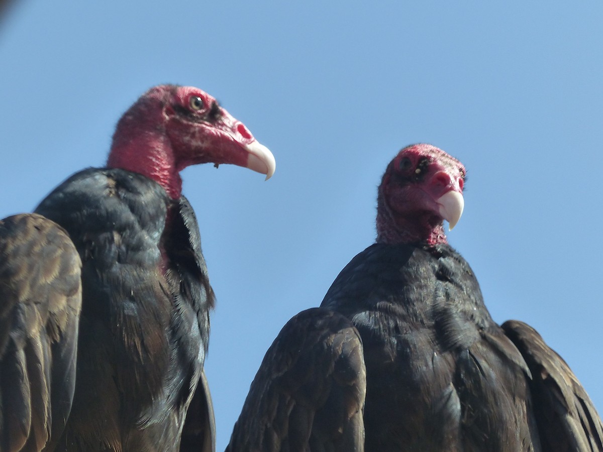 Turkey Vulture - Carolyn Wilcox