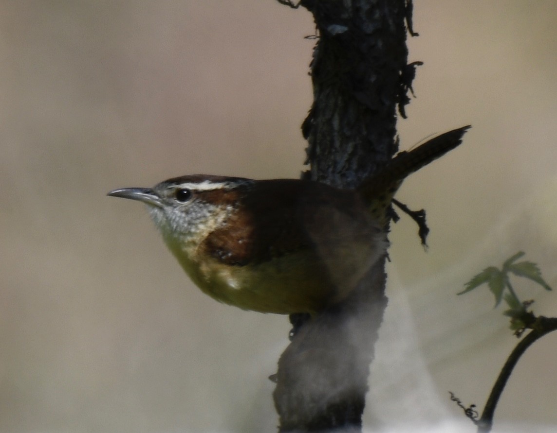 Carolina Wren - ML433764381