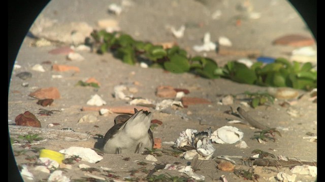 White-faced Plover - ML433764961