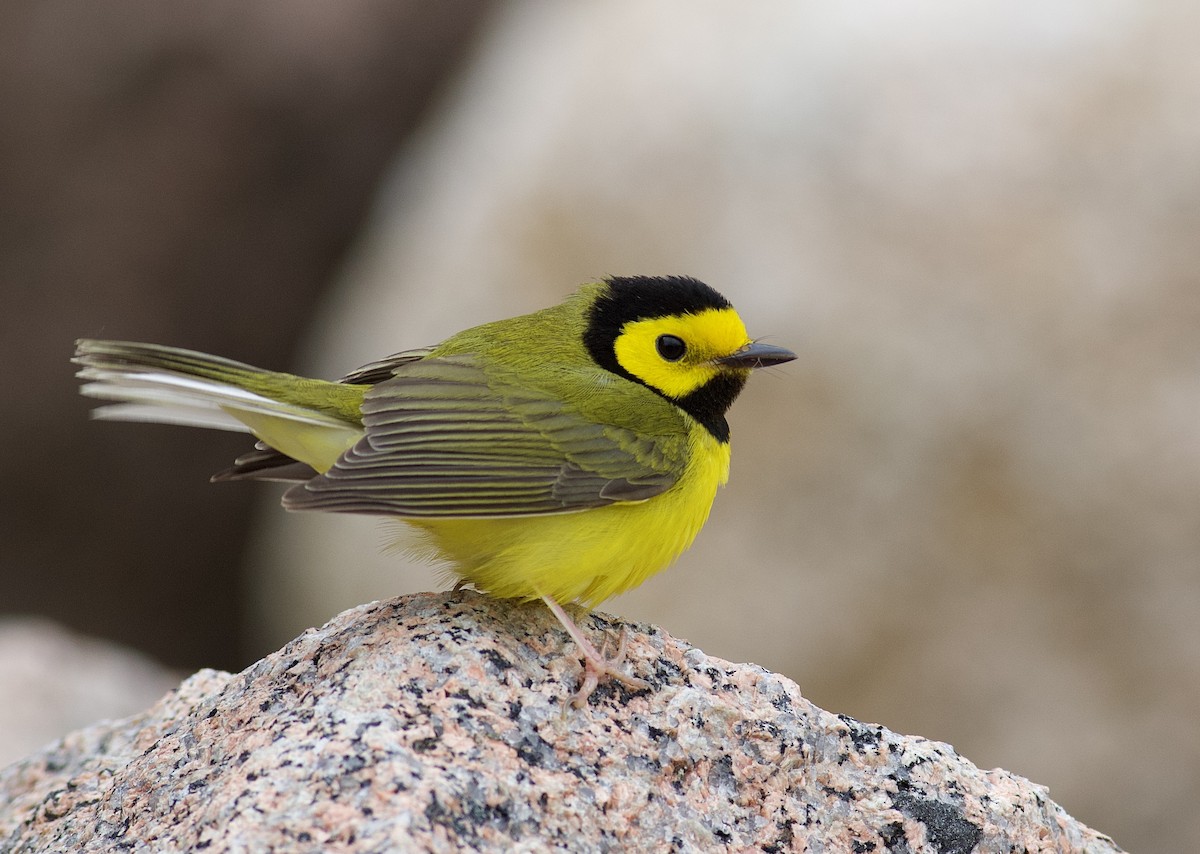 Hooded Warbler - ML433765201