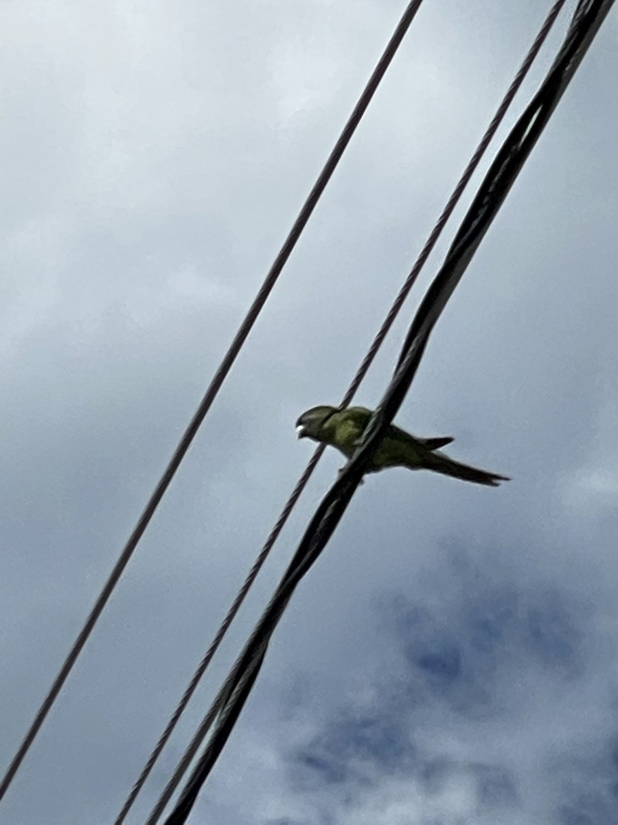 Blue-crowned Parakeet - ML433765331