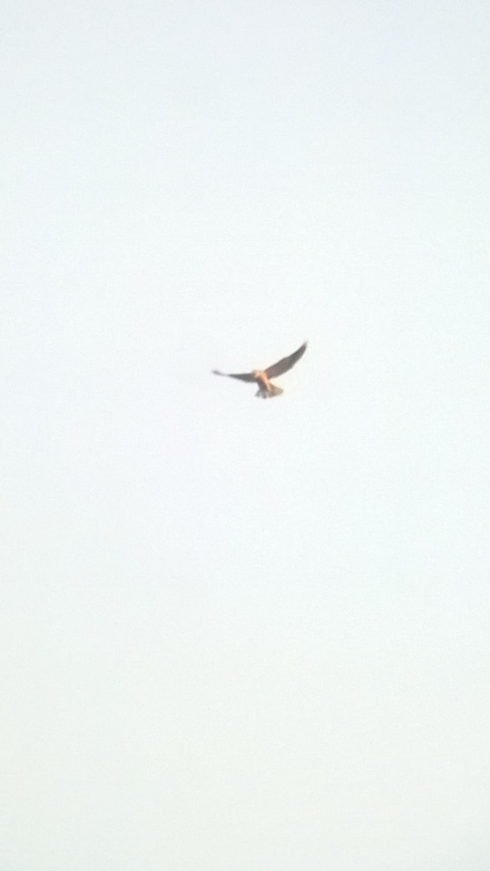 Black-winged Kite - ML43376561