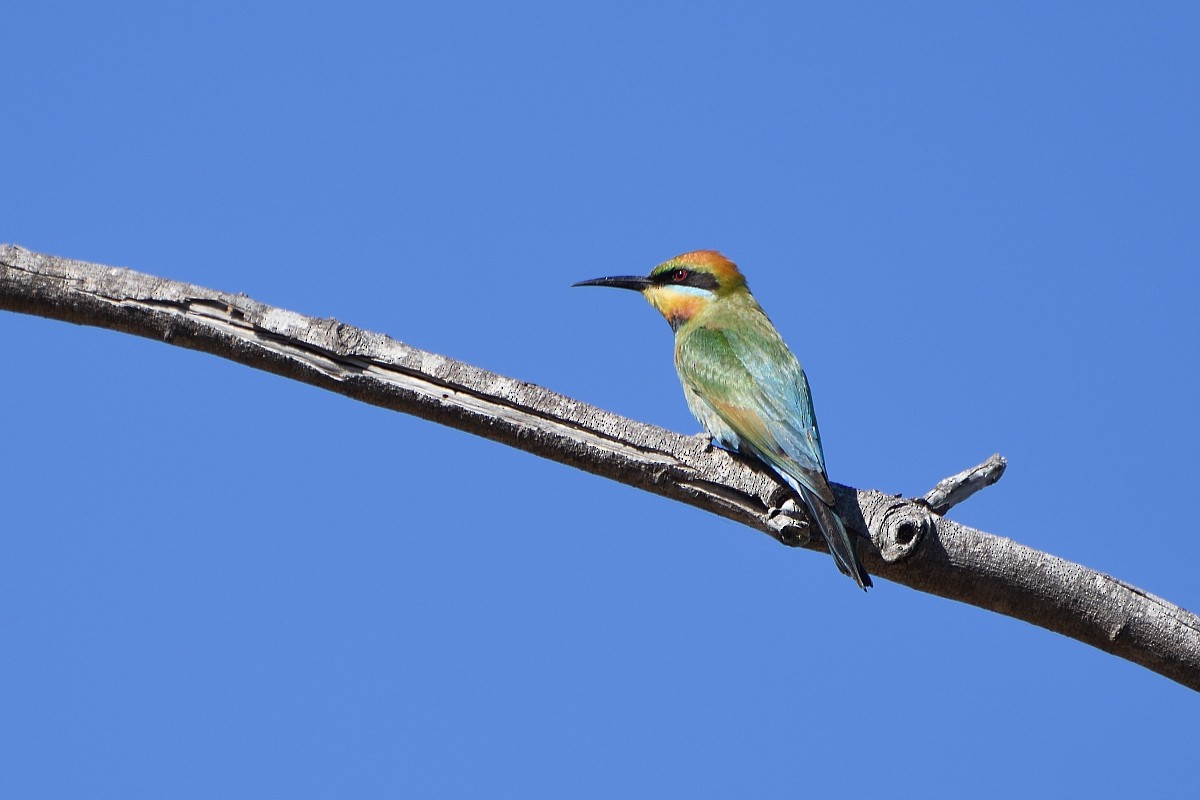 Rainbow Bee-eater - ML433766811