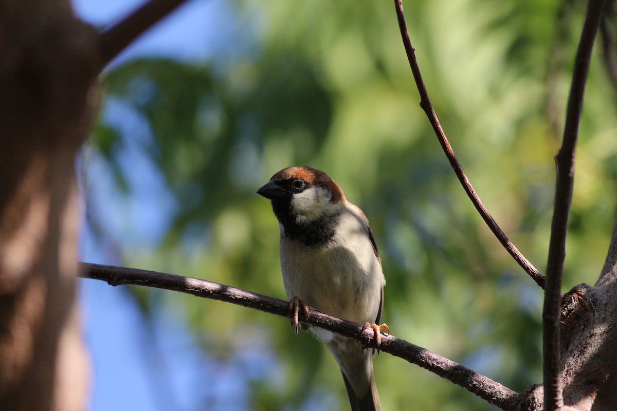 Somali Sparrow - Tyler Joyner