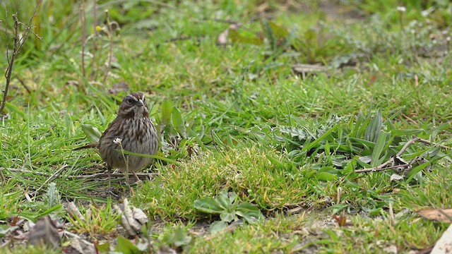 Song Sparrow - ML433767691