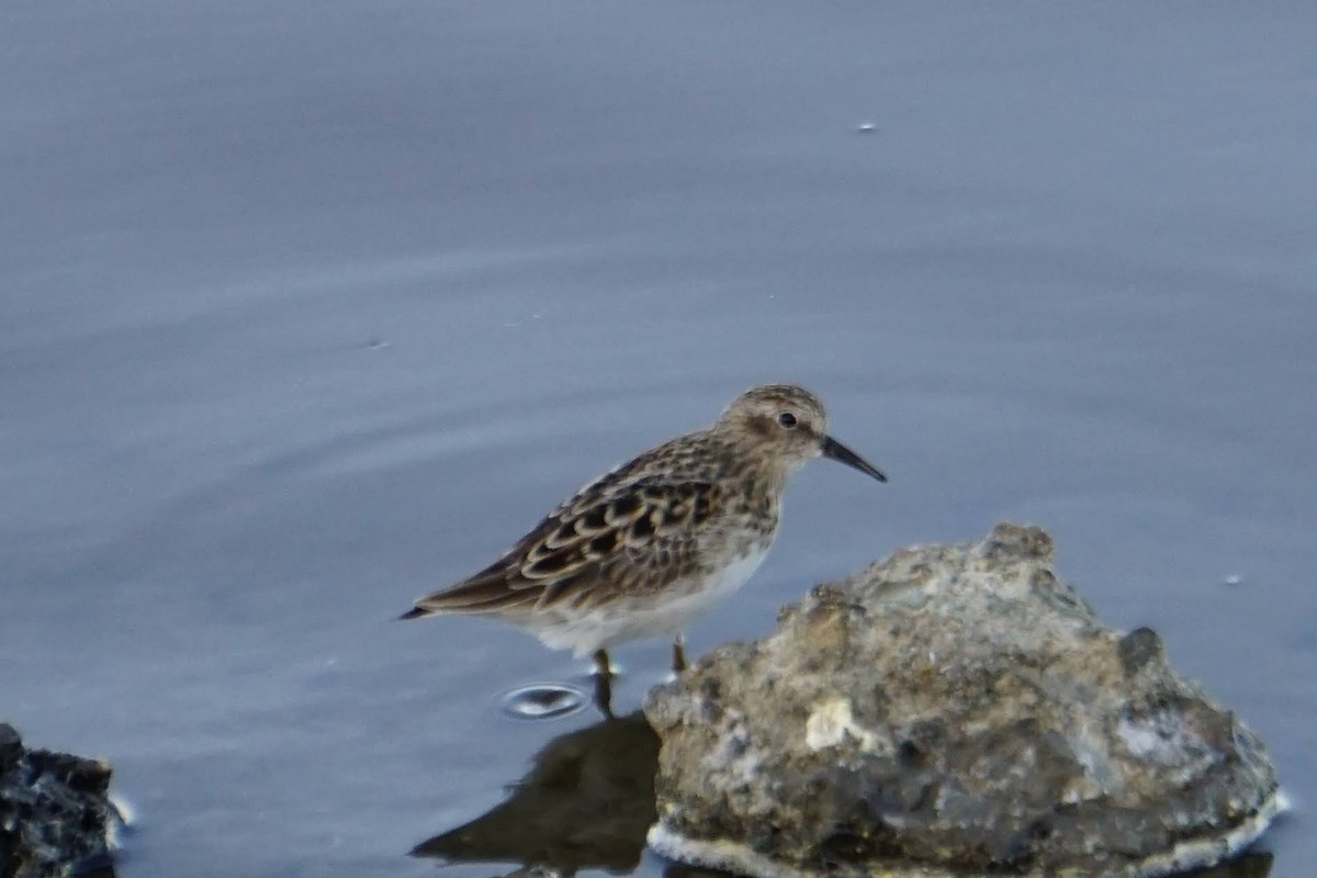 pygmésnipe - ML433769751