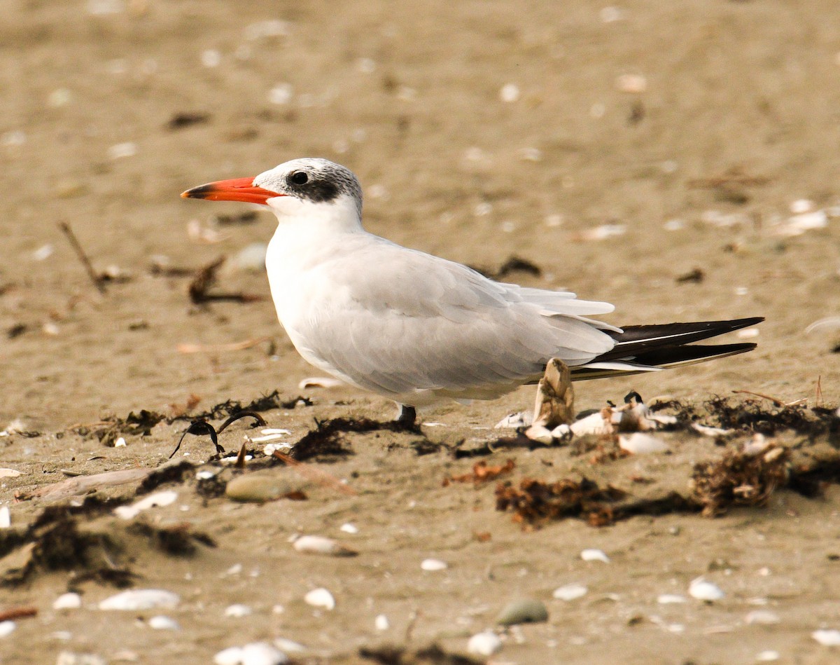 Caspian Tern - ML433772011