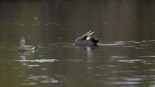 Gadwall - ML433772391