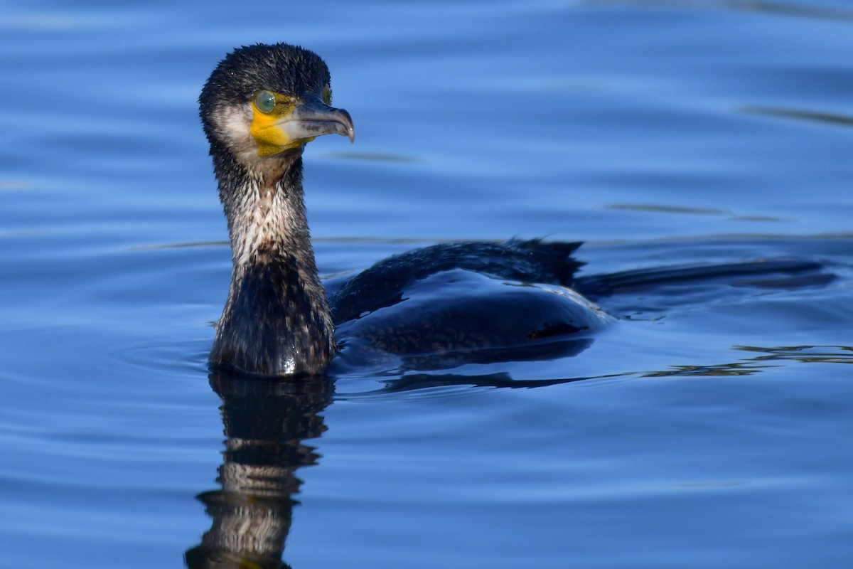 Great Cormorant - Hikawa Takeshi