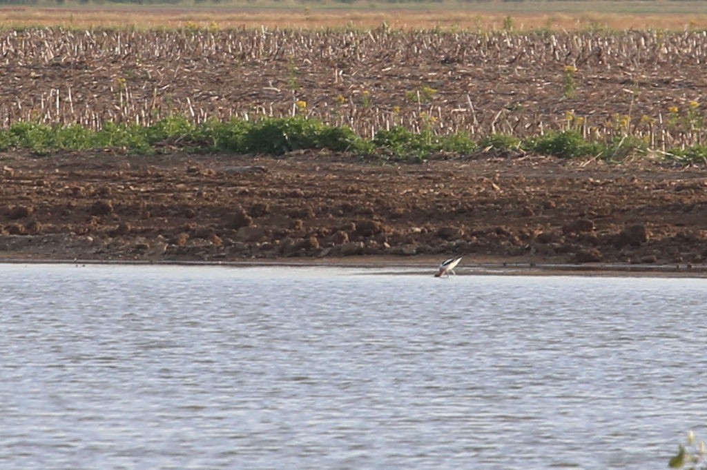 American Avocet - ML43377721