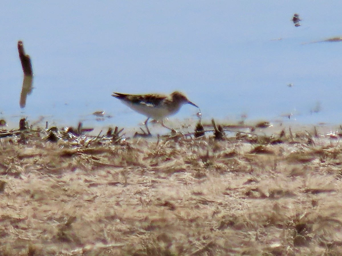 Least Sandpiper - ML433778151