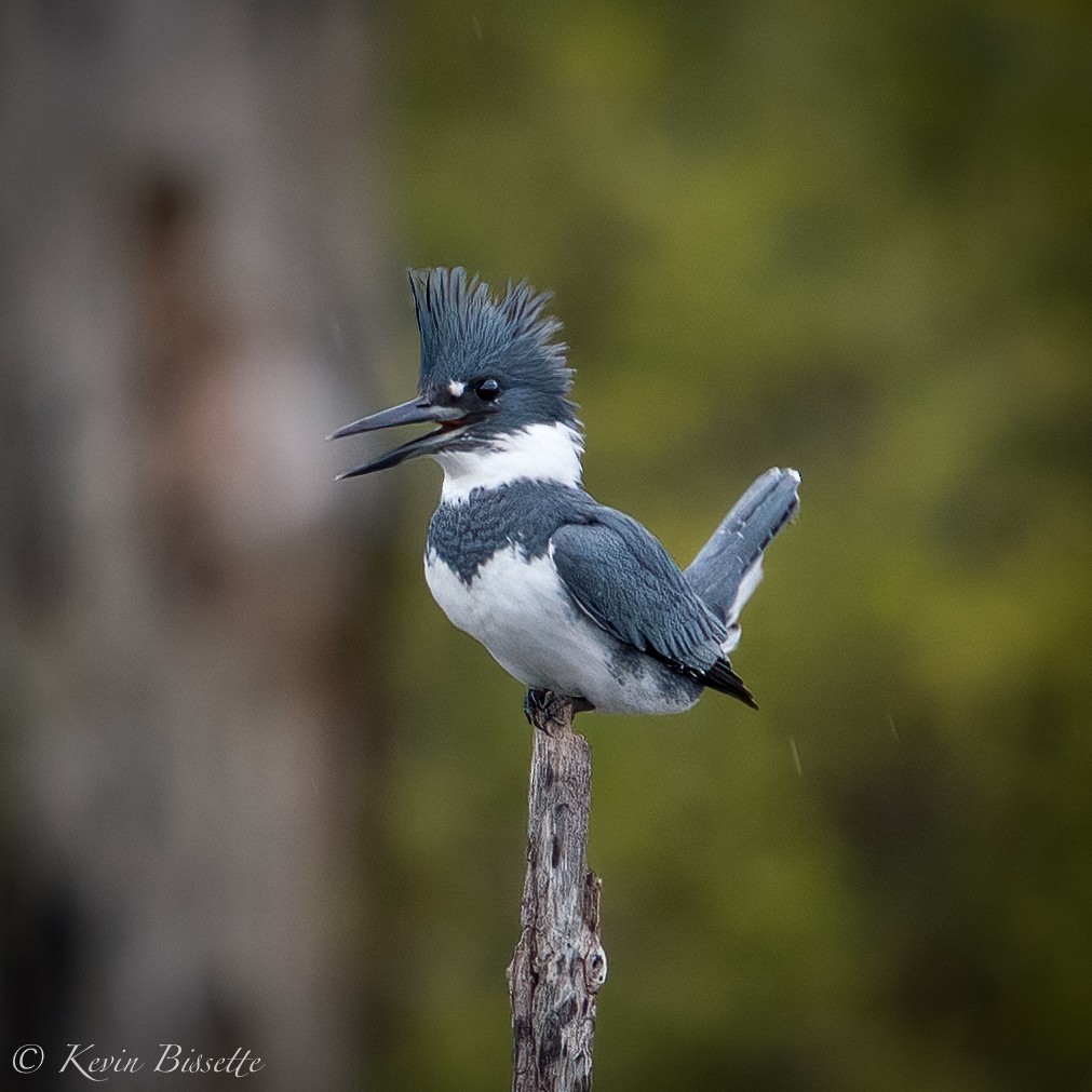 Belted Kingfisher - Kevin Bissette