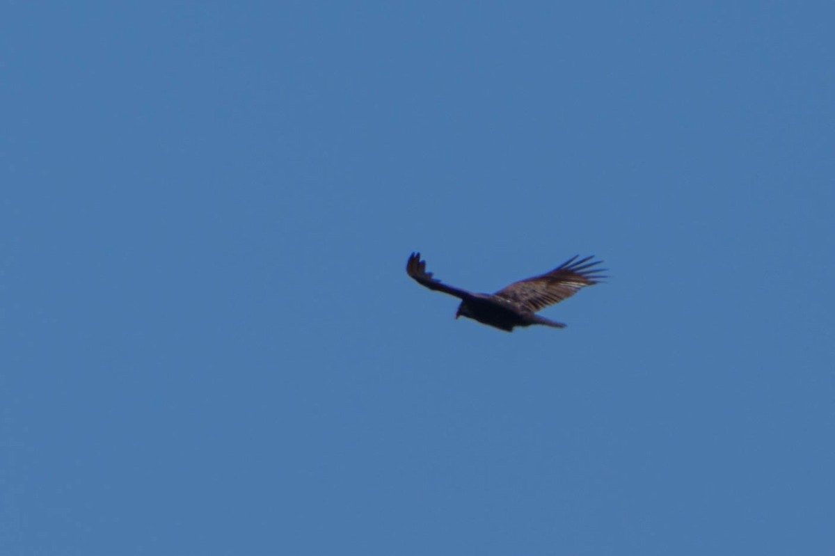 Turkey Vulture - ML433778341