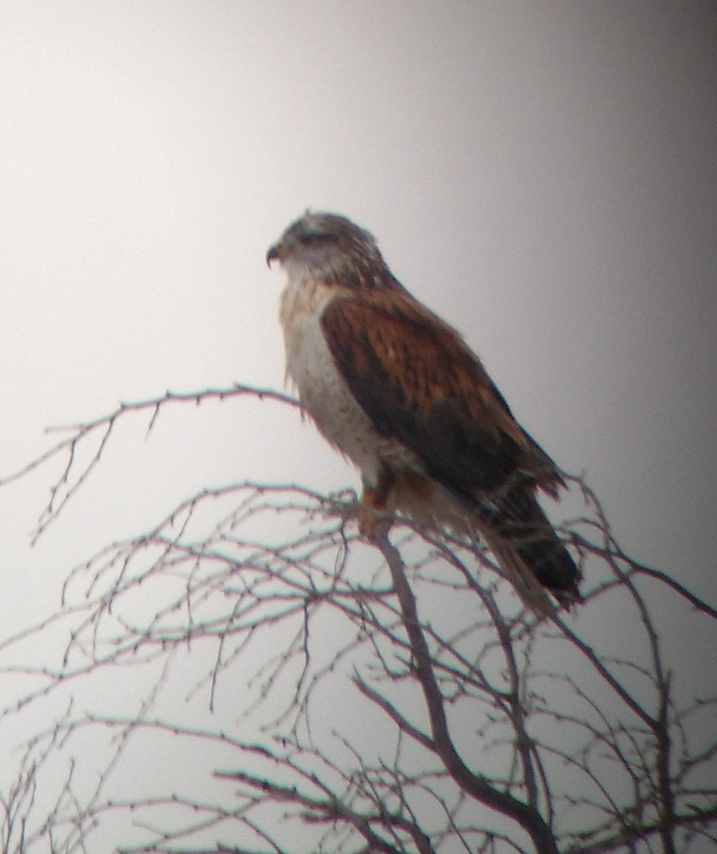 Ferruginous Hawk - ML43377881