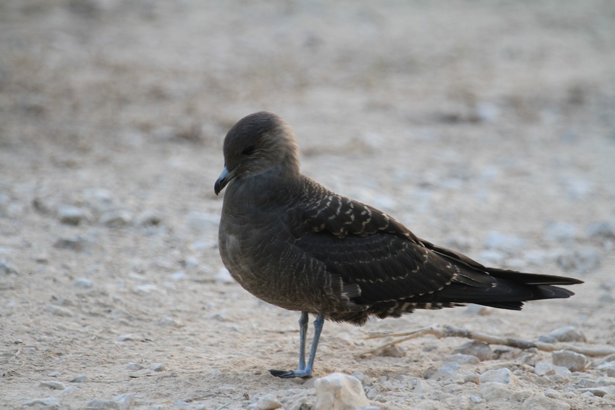 Long-tailed Jaeger - ML433779581