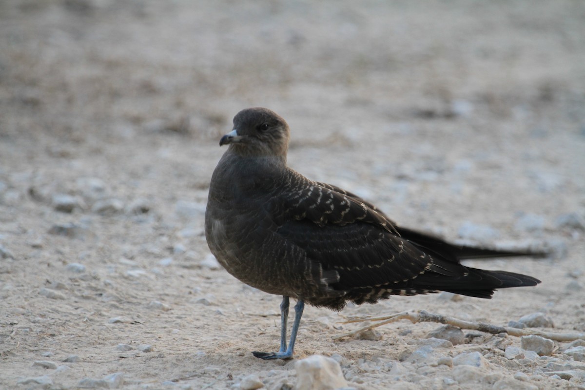 Long-tailed Jaeger - ML433779591