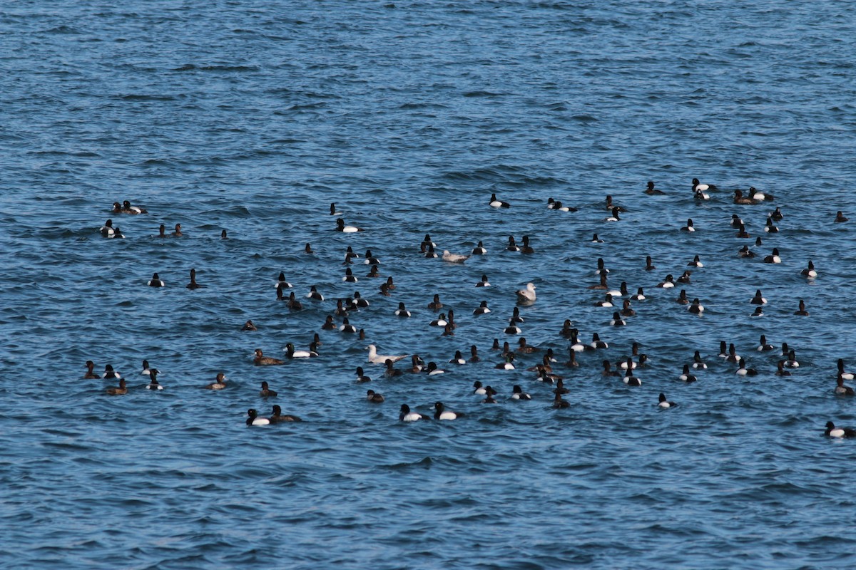 Greater Scaup - ML433782861