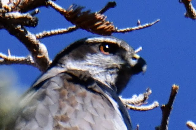 American Goshawk - ML433786081