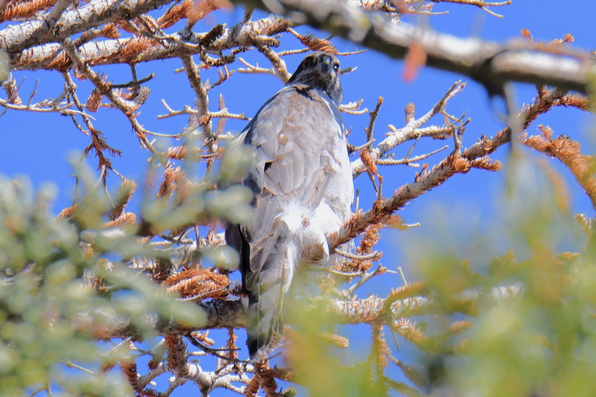 American Goshawk - ML433786131