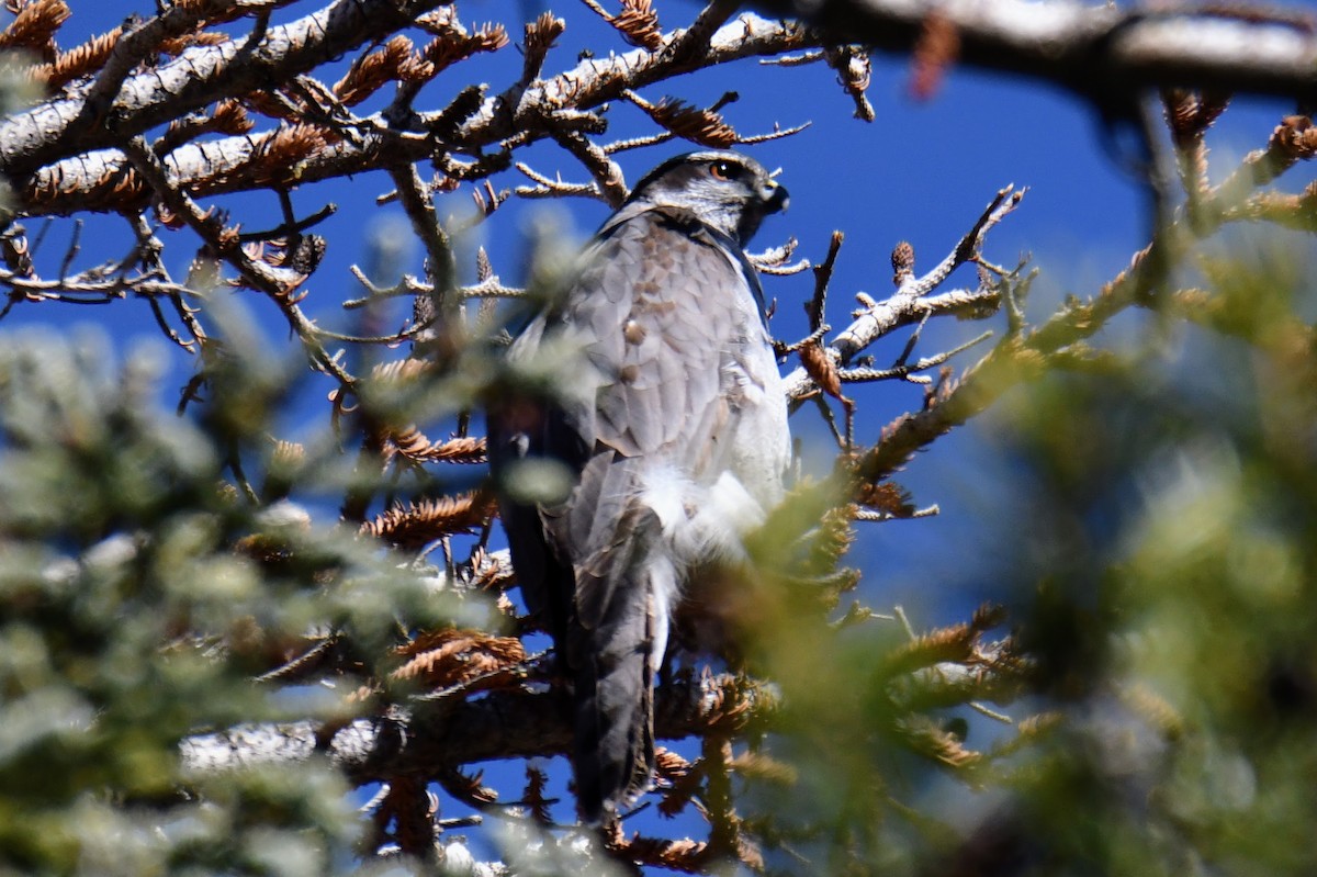 American Goshawk - ML433786141