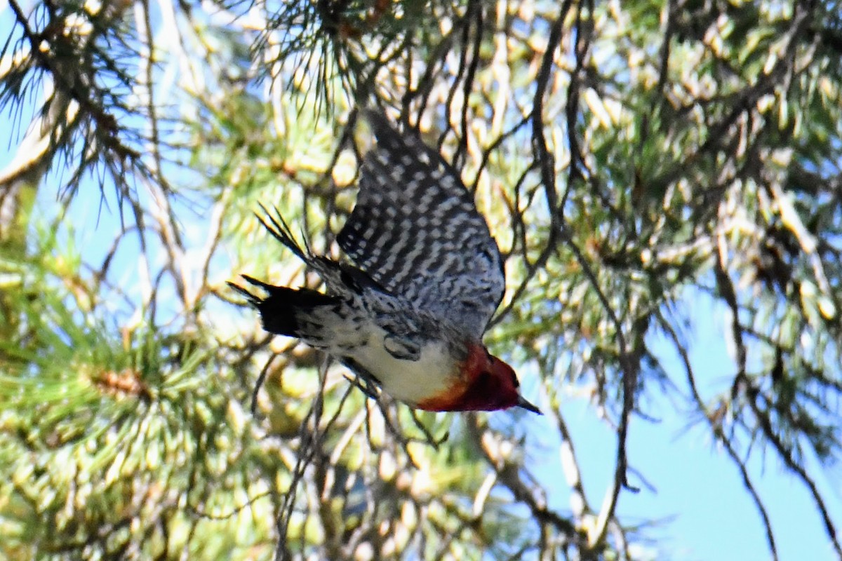 Red-breasted Sapsucker - ML433786561