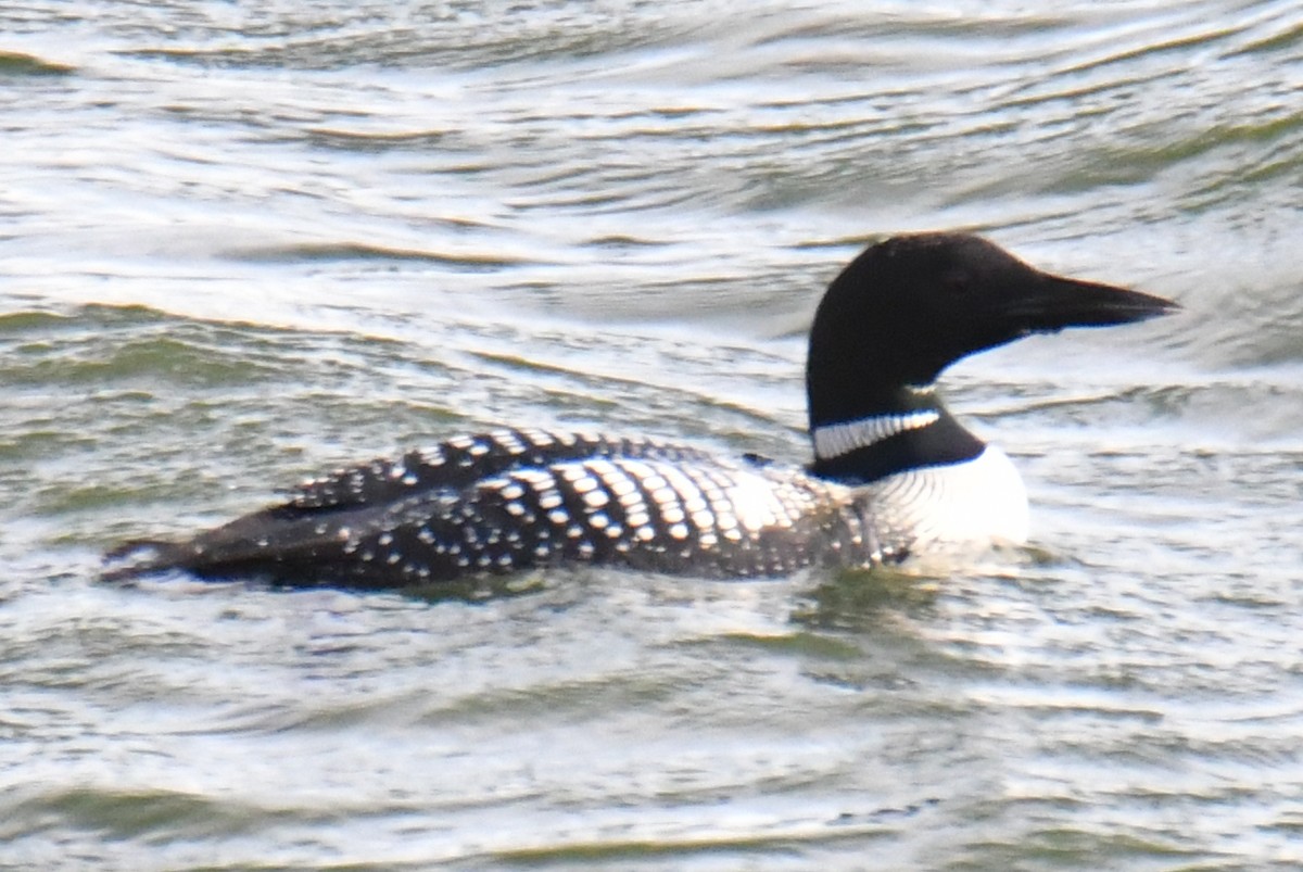 Common Loon - Tom Duncan