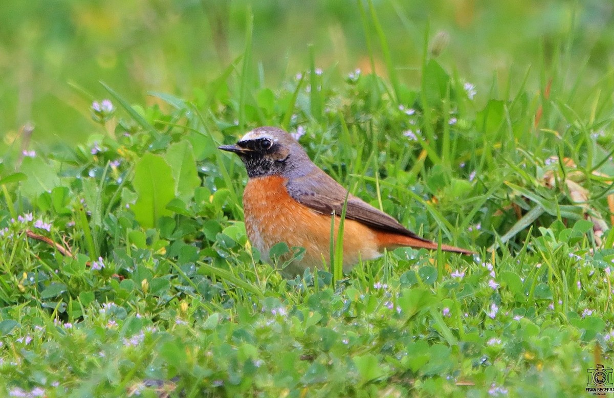 Common Redstart - ML433789241