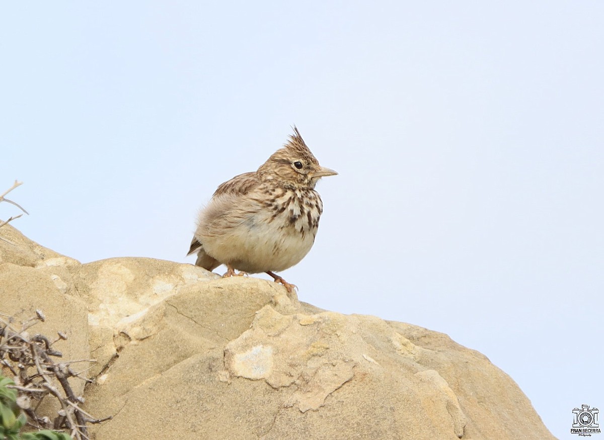 Thekla's Lark - ML433789471