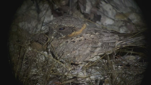 Buff-collared Nightjar - ML433789521