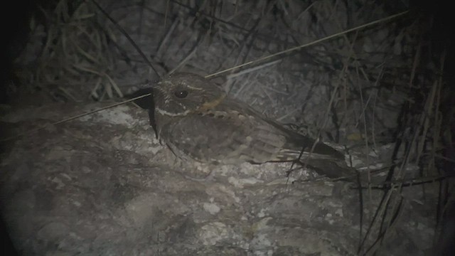 Buff-collared Nightjar - ML433789551