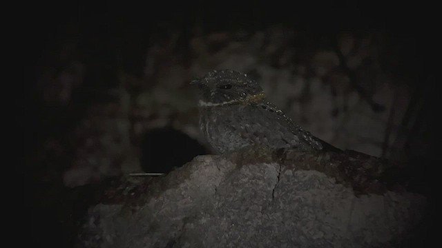 Buff-collared Nightjar - ML433789631