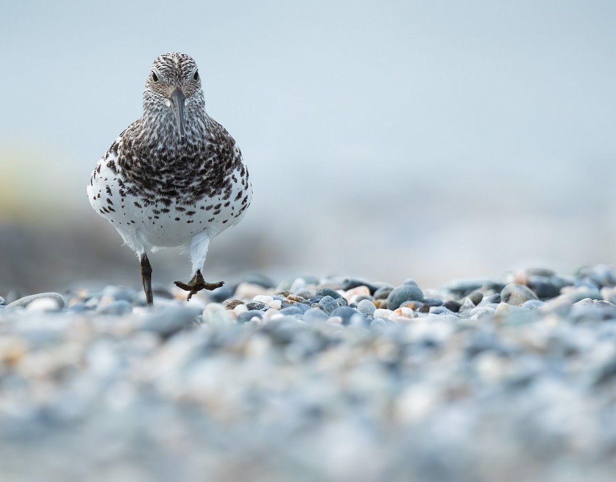 Great Knot - Rui-Yang Ho