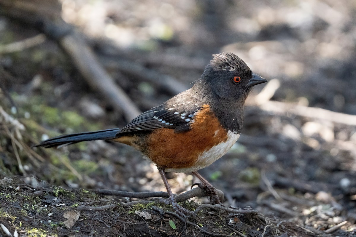 Spotted Towhee - James Patten