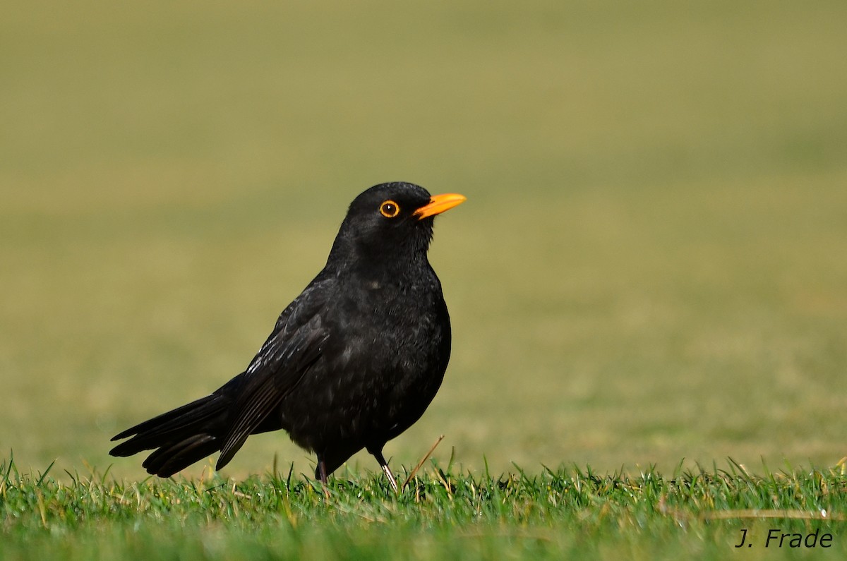 Eurasian Blackbird - José Frade