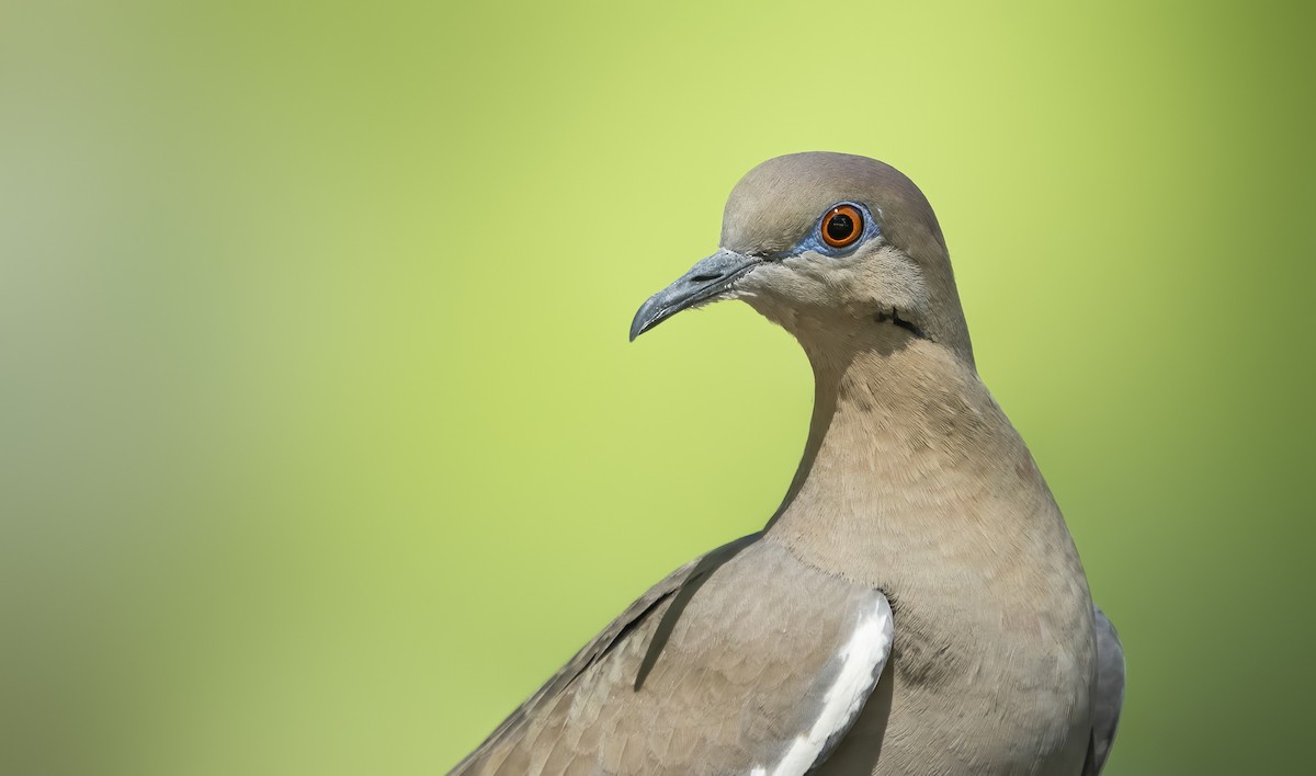 White-winged Dove - Anonymous