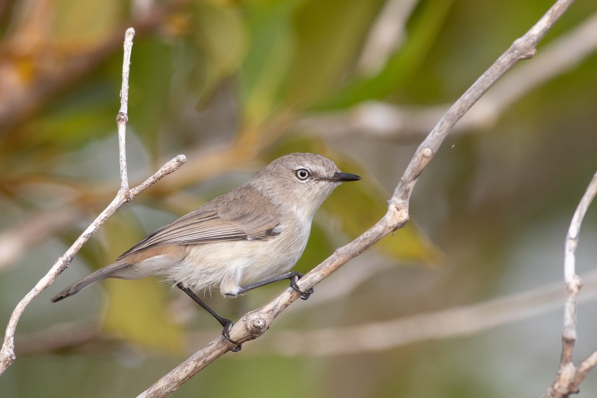 Dusky Gerygone - ML433798711