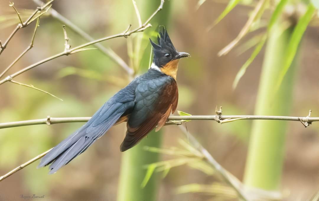 Chestnut-winged Cuckoo - ML433799161