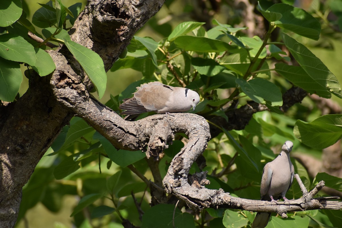 Eurasian Collared-Dove - Shubham Fulara