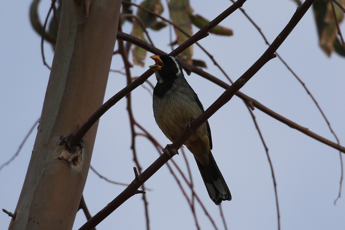 Golden-billed Saltator - ML43379971