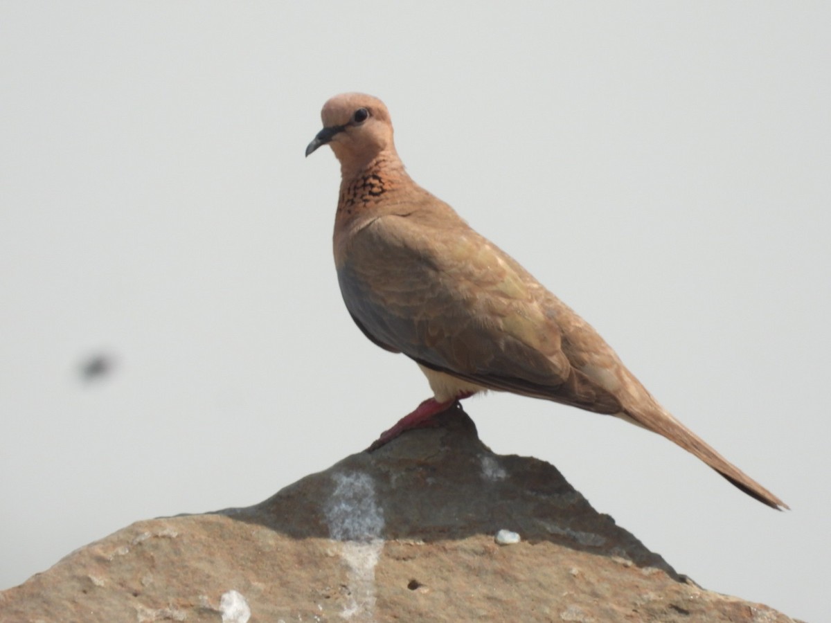 Laughing Dove - ML433800761