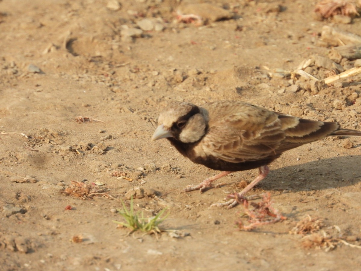 Ashy-crowned Sparrow-Lark - ML433801021
