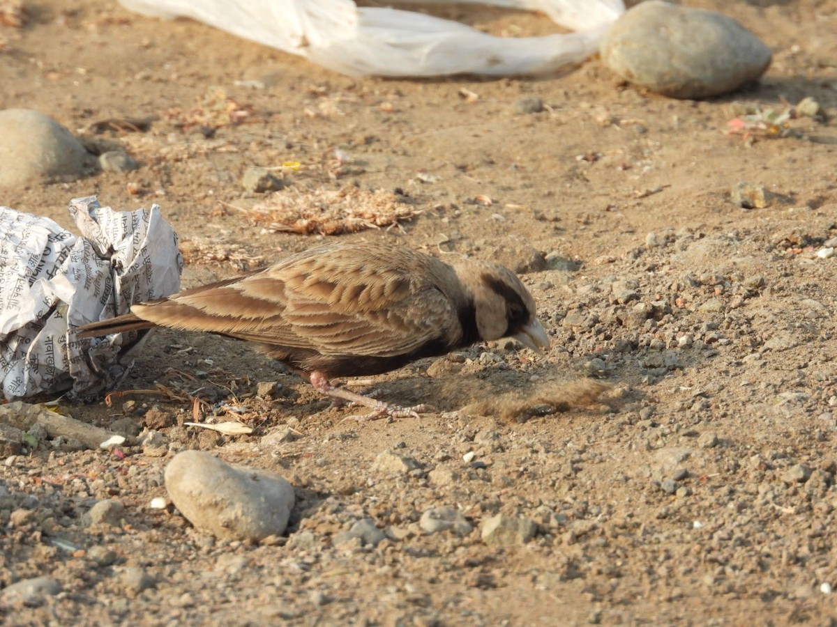 Ashy-crowned Sparrow-Lark - ML433801711
