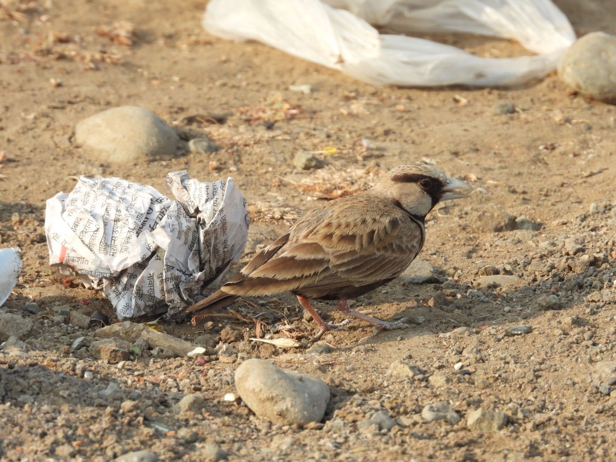 Ashy-crowned Sparrow-Lark - ML433801721