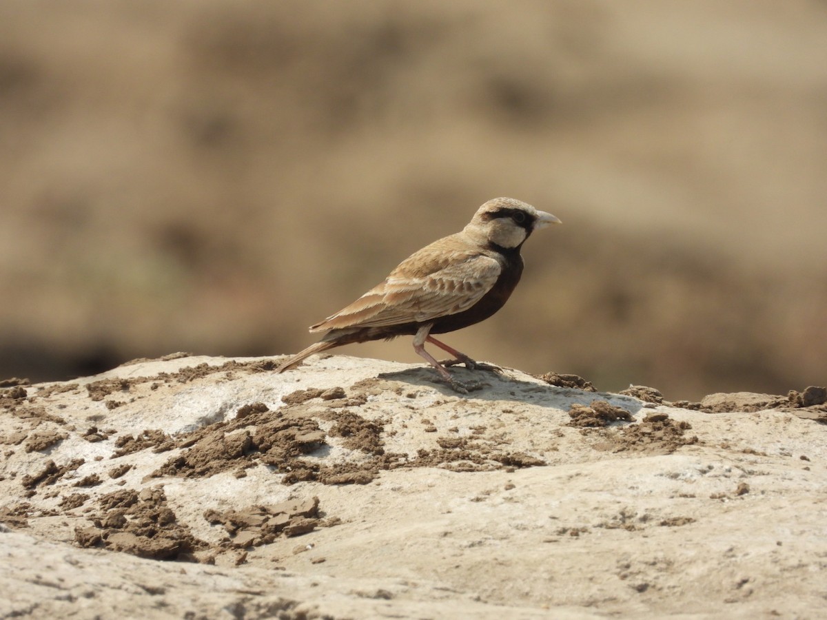 Ashy-crowned Sparrow-Lark - ML433801731