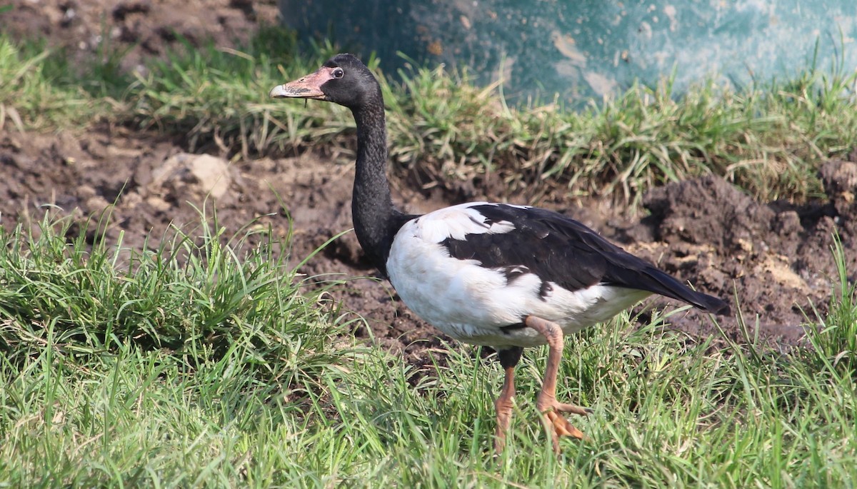 Magpie Goose - Jan and Larry Martin