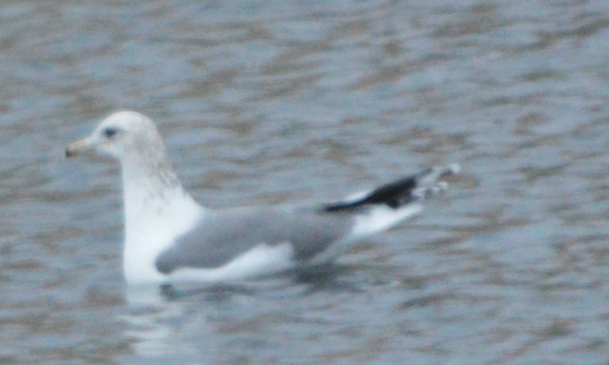 California Gull - ML43380231