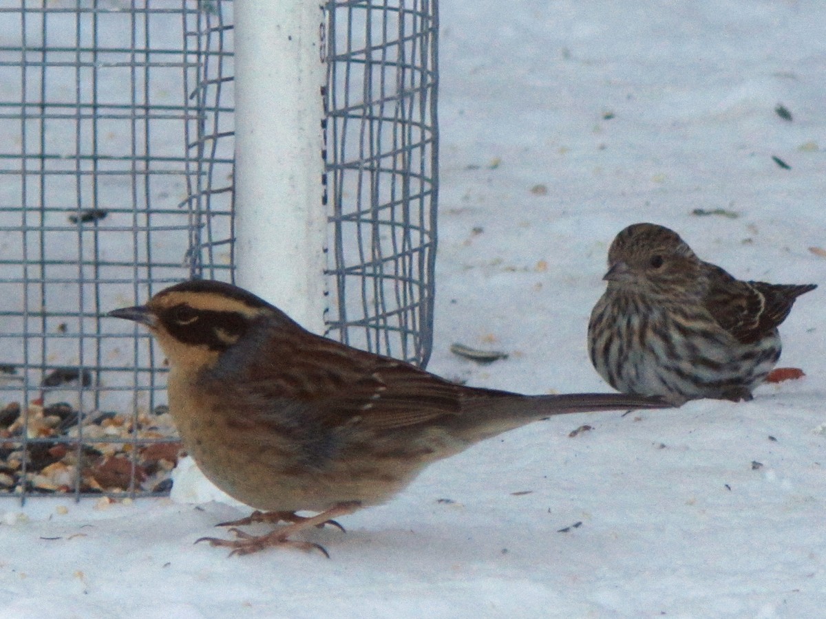 Siberian Accentor - Erik Hendrickson